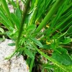 Viola lutea Leaf