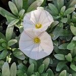 Convolvulus cneorum Flor