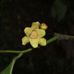 Guatteria amplifolia Цвят