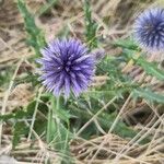 Echinops ritroΛουλούδι