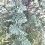 Mimosa aculeaticarpa Hoja