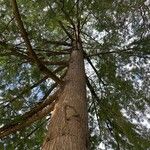 Torreya californica Hábitos