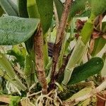 Guarianthe bowringiana Hábito