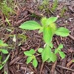 Acalypha alopecuroidea Blatt