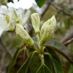 Rhododendron augustinii Otro