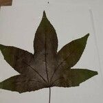 Liquidambar styraciflua Folha