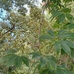 Ceiba speciosa Leaf