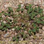 Trifolium suffocatum Libunga