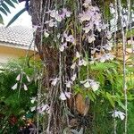 Dendrobium aphyllum Fleur