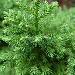 Cryptomeria japonica পাতা