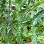 Papaver orientale Blad