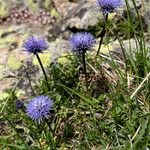 Globularia cordifolia Celota