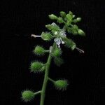 Circaea repens Hábito