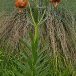 Lilium carniolicum Bloem