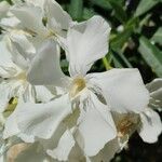 Nerium oleander Flor