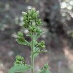 Inula conyza Fula