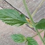 Lantana viburnoides Blad