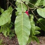 Ficus leiocarpa Folha