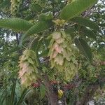 Carpinus japonica Fruit