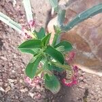 Euphorbia magnifica Folha