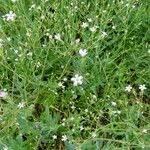 Gypsophila altissima Blodyn