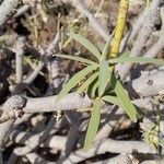 Euphorbia regis-jubae List