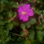 Dissotis rotundifolia Лист