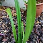 Iris foetidissima Lapas