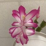 Schlumbergera kautskyi Flors