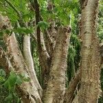 Betula alleghaniensis 整株植物