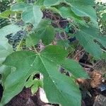 Brachychiton bidwillii Lapas