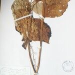 Isodon scrophularioides Otro
