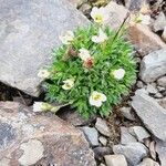 Saxifraga cespitosa Листок