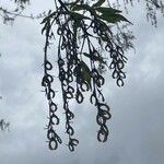 Acer cissifolium Fruto