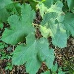 Heracleum lanatum Leaf