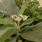 Solanum erianthum 花