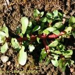 Lythrum borysthenicum Habit