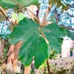 Pterospermum acerifolium Leaf