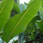 Musa velutina Folha
