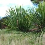 Pinus pungens Лист