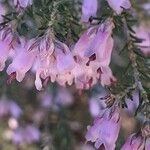 Erica australis Flor