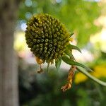 Rudbeckia laciniata Fruto