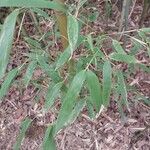 Phyllostachys bambusoides Leaf
