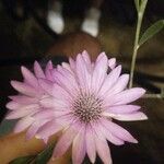 Xeranthemum annuum Flower