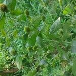 Carpesium cernuum 花