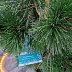 Pinus thunbergii Övriga