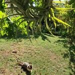 Tillandsia aeranthos Fulla