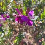 Polygala myrtifoliaफूल