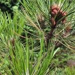 Pinus heldreichii Лист