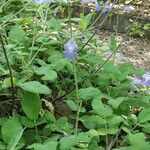 Salvia interrupta Hábito